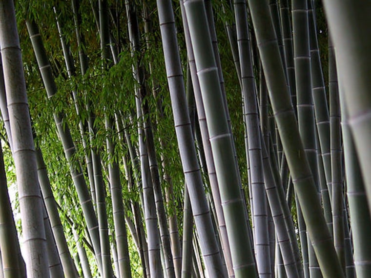 Bamboo can grow up to 60 feet tall - without pesticides